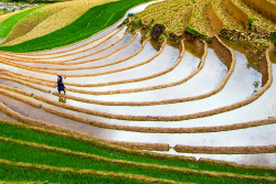 smithsonianmag:  Photo of the day: Rice terraces  Photo by Giang