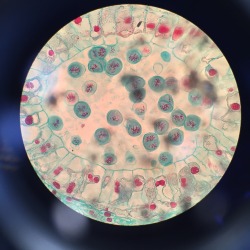 piecingmyselfback:  Took a picture of the cell in bio lab ….