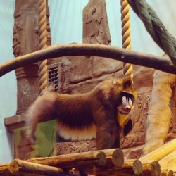 #Monkey / #Izhevsk #Zoo #Animals  January 4, 2014  #обезьяны