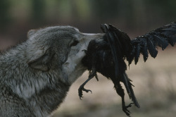 Wolf & Raven