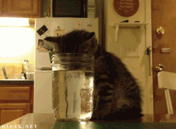lolsofunny:  pleatedjeans:  cat falls asleep in water. [via][video]