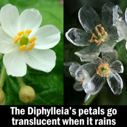 asapscience:  Diphylleia is know as a skeleton flower because