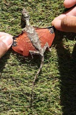 Kawaii!  Cute little flying dragon lizards ( ^_^ ) Video: Flying