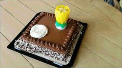 sizvideos:  Yellow lotus candle on chocolate cake  Video   THAT