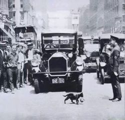 historicaltimes:  A traffic cop stops a busy street in New York