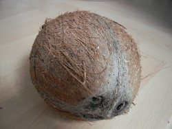 Me löydettiin Nupin kans söpö kookospähkinä, sil on silmät