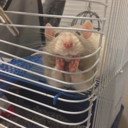 gehenna:  whatcha thinking’ about?   Oh, you know, hamster