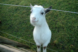 crowcrow:  this happy goat is making me feel so happy about everything