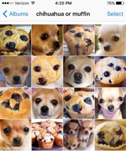 okazbb:  (Chihuahua or Muffin? - Imgurから)  