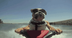 funny-gifs-videos:  Have you Life insurance or Car insurance !