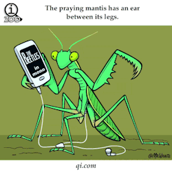 And now for your consideration, here is a praying mantis listening