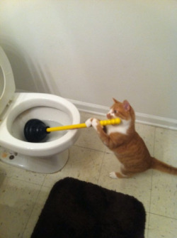 animal-factbook:  Cats are good at household chores, despite