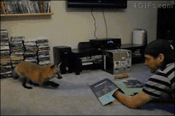 4gifs:  If cats were dogs. [video] 