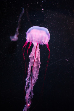 noizzex:  Jellyfish | by Aleksandar Bukva[ Flickr ]