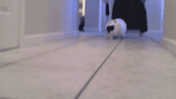 unregistered-hypercam2:  kittykhole:  fat cat running  look at