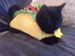 angulqueen:  jonwheeler4:  Taco cat spelt backwards is taco cat