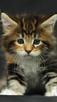 i-justreally-like-cats-okay:cutest CAT! (other than my 2) 