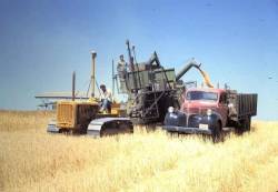 rollerman1:Harvesting with a Caterpillar crawler tractor