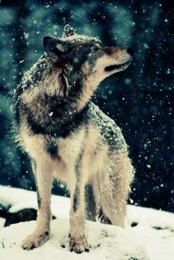 secret-desires69:  stefhfao:  My favorite animal, the Wolf <3