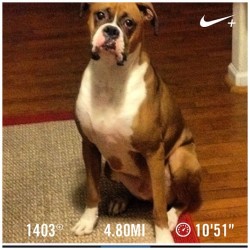 Ares!  King of his domaine and my new running buddy! #nikeplus