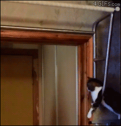 4gifs:  Personal trainer cat 