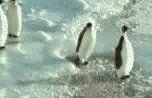 fight-revolution:  sylvip217:  I can’t tell which penguin I