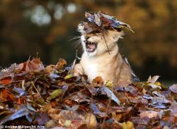 catsbeaversandducks:  Frolicking in the autumn leaves, this little