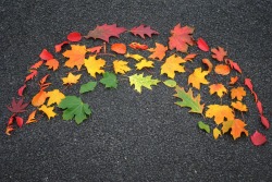 nubbsgalore:  the autumnal colour spectrum (photos by rob herr,