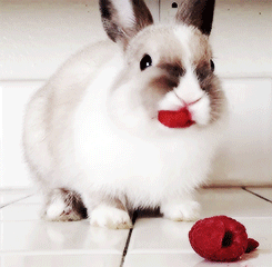   bunny eating rasberries    