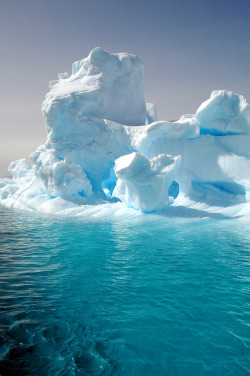 4nimalparty:  05 Antarctica (1043) (by wgbekkema) 