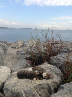 bluegrassorangesky:   found two kitties cuddling by the sea 