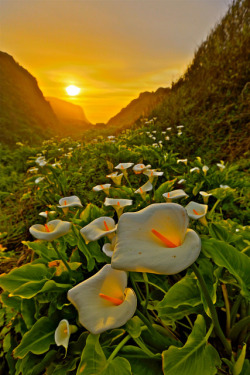 blooms-and-shrooms:Cala Lillies @ Big Sur by Liping Photo on