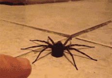 ceruleanpineapple:  why do so many people think spiders are evil