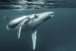 blazepress:  34 Incredible Underwater Photographs Reveal Nature