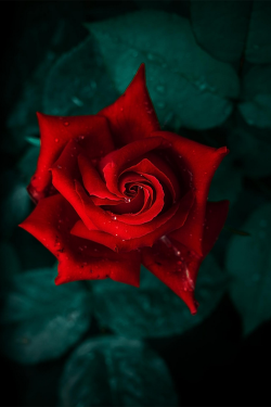 plasmatics-life:  Red Rose | (by Helen Molchanova) 