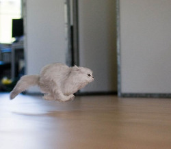 awwww-cute:  I’m a shooting star leaping through the sky. Like