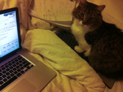 awwww-cute:  I have to use a decoy keyboard to get any work done