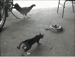 funny-gif-1:Other Funny Gİfs http://funny-gif-1.tumblr.com/