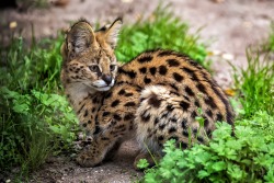 bigcatkingdom:  (via Serval (Leptailurus serval) by Jean-Claude