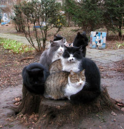 fozmeadows:  In which seven cats all discover the same slightly