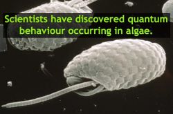 astrodidact:  Researchers have discovered that algae in low-light