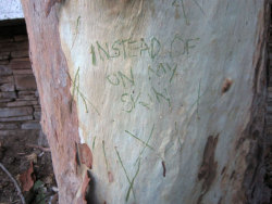 sucrifice:  I carve stuff on trees to get my mind off things