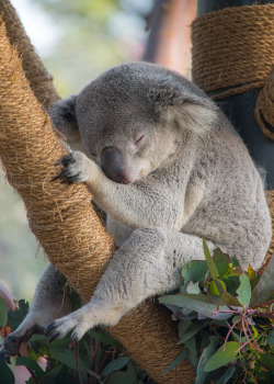 sdzoo:  To conserve energy, koalas sleep 18 to 22 hours a day.