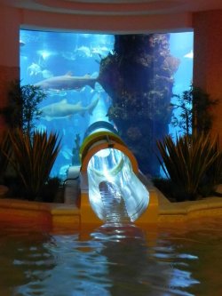 terrybohan:  Aquarium Slide, Golden Nugget, Las Vegas