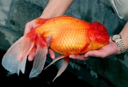 efrafa:  A 15-inch goldfish named Bruce is lifted from the water