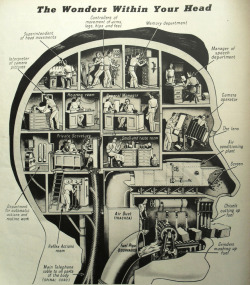 fyp-science:  THE WONDERS WITHIN YOUR HEAD  [Image: Flickr user