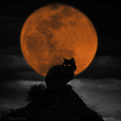 sweetlysurreal:  Night Catby StormOwlArt 