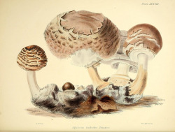 jomobimo:  Agaricus rachodes, Illustrations of British mycology,