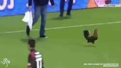 gifsboom:  Video: Animals Interrupting Sports