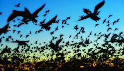 “The Birds” Snow geese at sunrise blastoffBosque